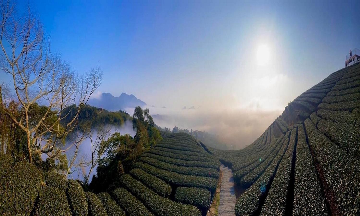 Gaodiyuan Tea B&B 高帝園茶業民宿 Meishan Exteriör bild