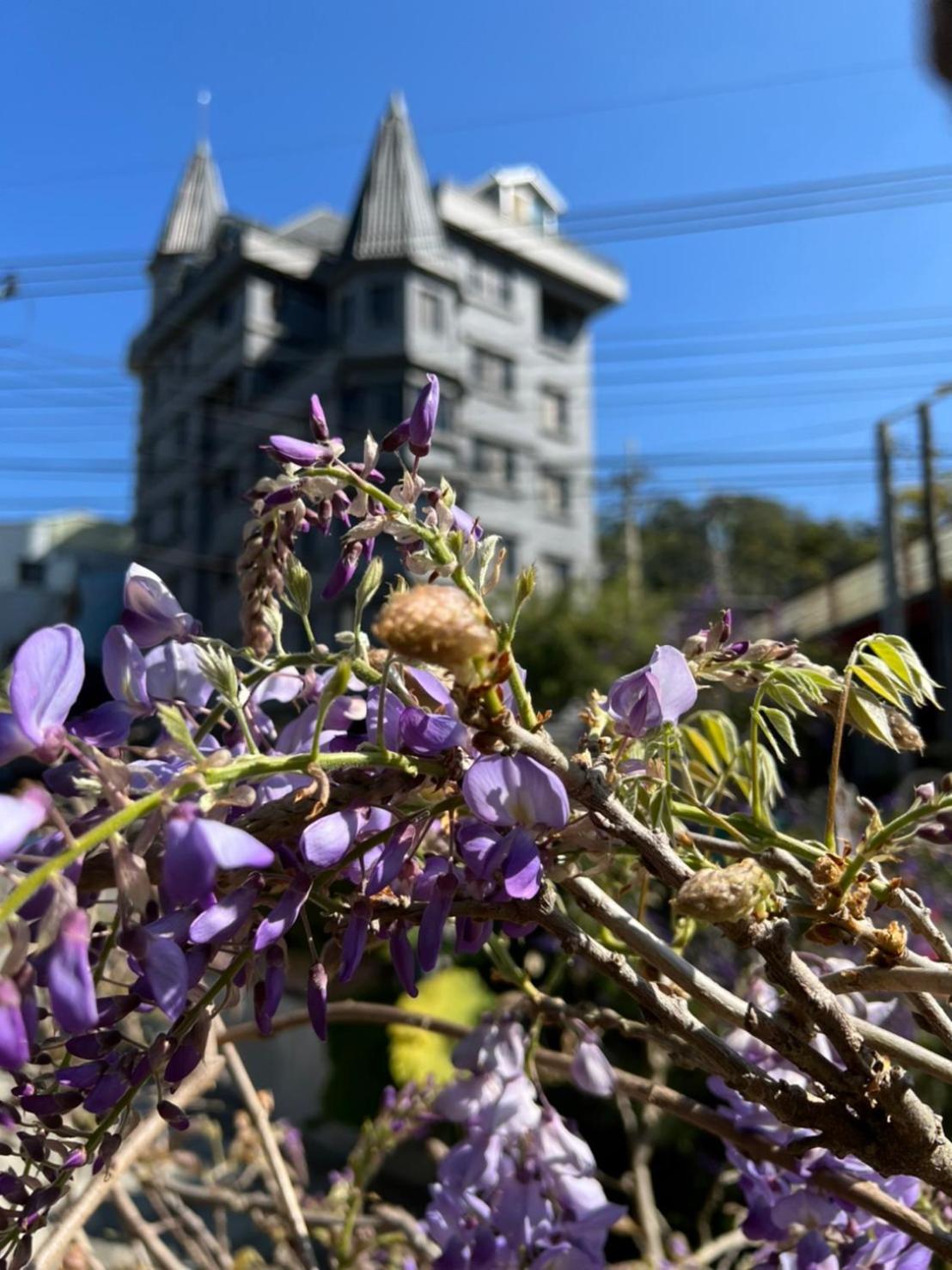 Gaodiyuan Tea B&B 高帝園茶業民宿 Meishan Exteriör bild