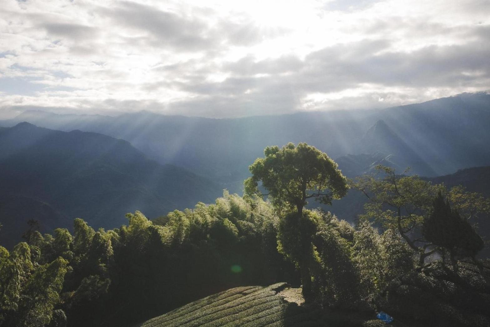 Gaodiyuan Tea B&B 高帝園茶業民宿 Meishan Exteriör bild