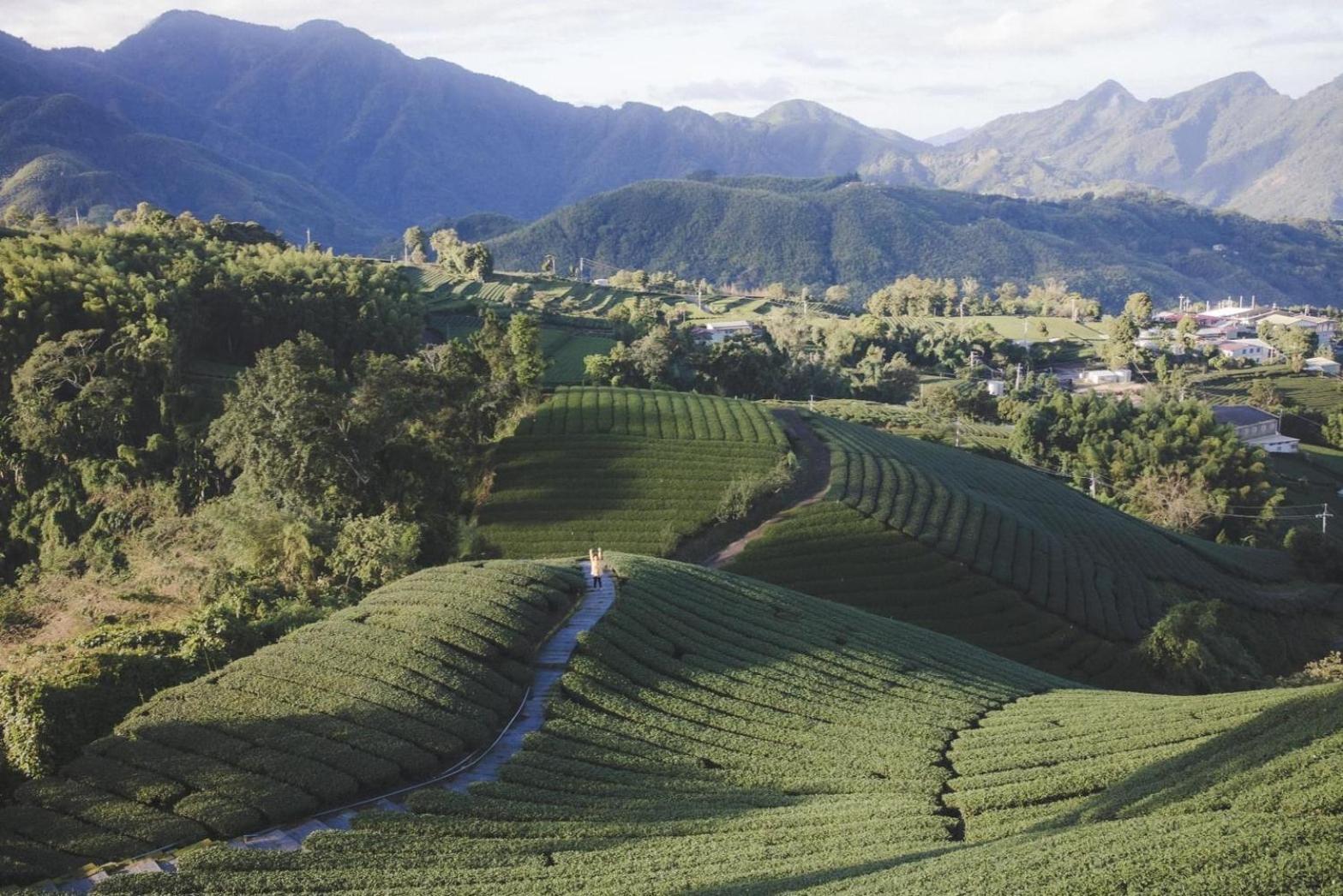 Gaodiyuan Tea B&B 高帝園茶業民宿 Meishan Exteriör bild
